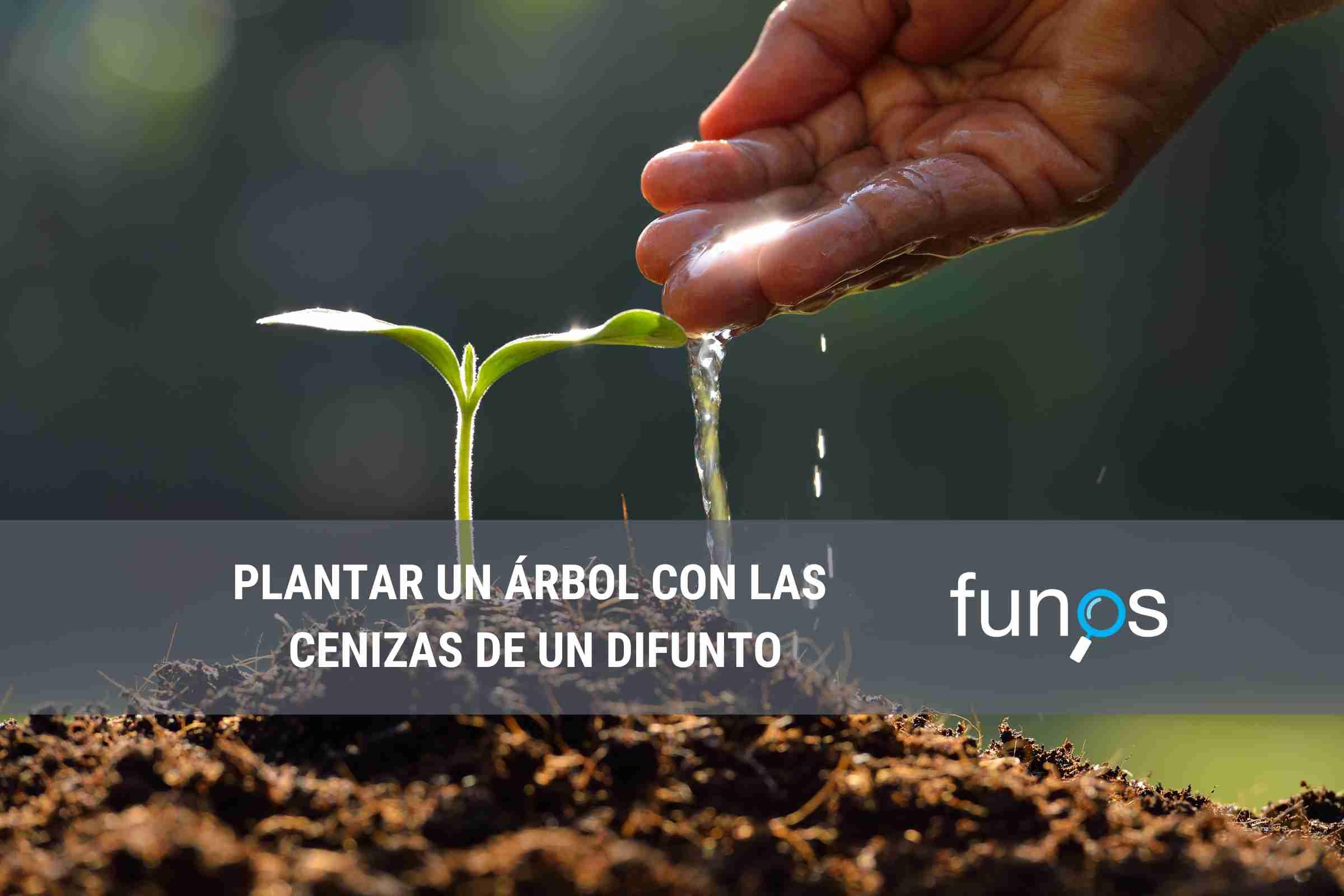 Post sobre Plantar un árbol con las cenizas de un difunto en Funos