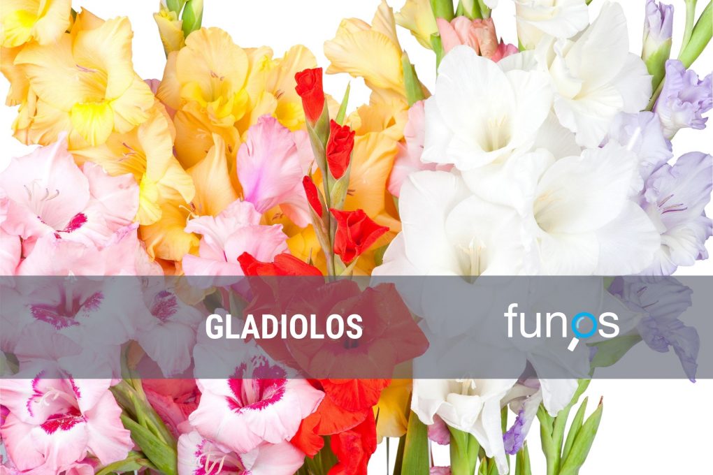 Gladiolos para funerales Funos